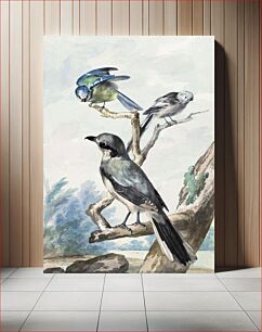 Πίνακας, Three birds: a Long-tailed Tit, a Blue Tit and a Great Gray Shrike or Great Shrike (1756) by Aert Schouman