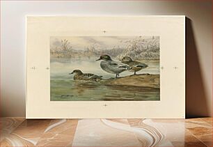 Πίνακας, Three ducks by Allan Brooks
