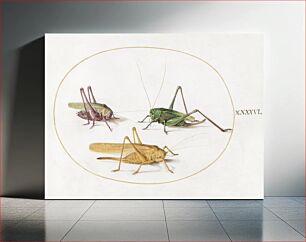 Πίνακας, Three Grasshoppers (1575–1580) by Joris Hoefnagel