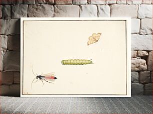 Πίνακας, Three insect studies by Pieter Holsteijn