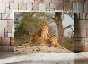 Πίνακας, Three Lions Resting in the Wild Τρία λιοντάρια που αναπαύονται στην άγρια ​​φύση