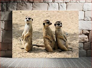 Πίνακας, Three Meerkats Standing Τρεις σουρικάτες που στέκονται