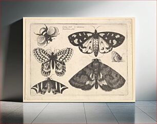 Πίνακας, Three moths, two butterflies and a bumble bee by Wenceslaus Hollar
