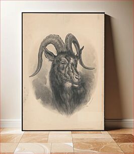 Πίνακας, [Three-quarter profile view of a goat's head]