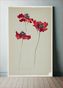 Πίνακας, Three Studies of Poppies, Sophia L. Crownfield