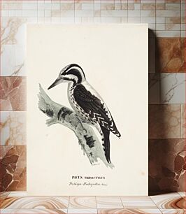 Πίνακας, Three-toed woodpecker, female, 1828 - 1838, Wilhelm von Wright