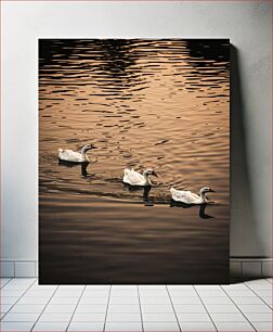 Πίνακας, Three White Ducks Swimming in Golden Water Τρεις λευκές πάπιες που κολυμπούν στο χρυσό νερό