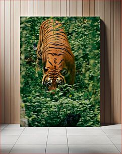 Πίνακας, Tiger in the Wild Tiger in the Wild