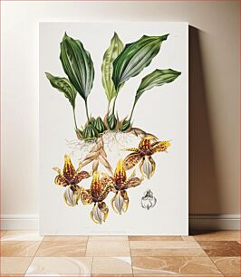 Πίνακας, Tiger-Like Stanhopea (Tiger Orchid)