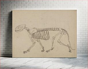 Πίνακας, Tiger Skeleton, Lateral View (Study for the key figure to Table IV) by George Stubbs
