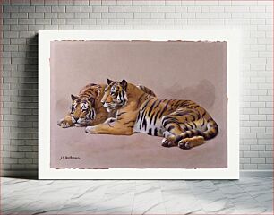 Πίνακας, Tiger Studies by John Charles Dollman (1851–1934)