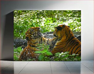 Πίνακας, Tigers Playing in Water Τίγρεις που παίζουν στο νερό