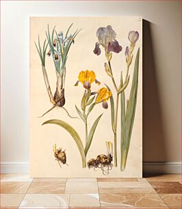Πίνακας, Title: Iris persica (Persian iris);Iris variegata (variegated iris);Iris ×sambucina (shelf iris) by Maria Sibylla Merian