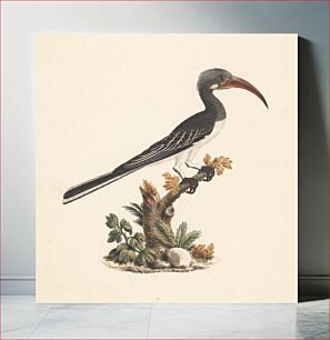 Πίνακας, Tockus hemprichii (Hemprich's Hornbill) or Tockus abloterminatus (Crowned Hornbill) by Luigi Balugani