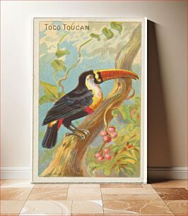 Πίνακας, Toco Toucan, from the Birds of the Tropics series (N5) for Allen & Ginter Cigarettes Brands