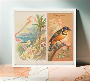 Πίνακας, Torquata, from Birds of the Tropics series (N38) for Allen & Ginter Cigarettes