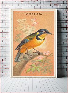 Πίνακας, Torquata, from the Birds of the Tropics series (N5) for Allen & Ginter Cigarettes Brands