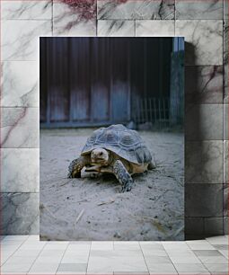 Πίνακας, Tortoise in Sand Χελώνα στην Άμμο