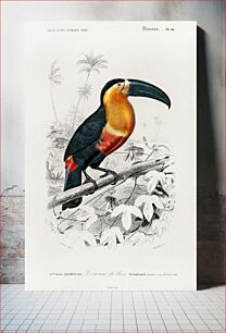 Πίνακας, Toucan (Ramphastos) illustrated by Charles Dessalines D' Orbigny (1806-1876)