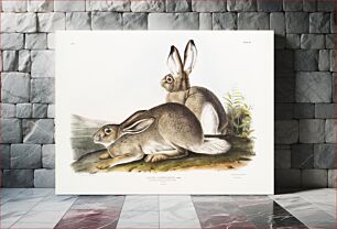 Πίνακας, Townsend's Rocky Mountain Hare (Lepus Townsendii) from the viviparous quadrupeds of North America (1845) illustrated by John Woodhouse Audubon (1812-1862). Origi