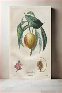 Πίνακας, Traité des arbres fruitiers: Chancellière (1808–1835) by Henri-Louis Duhamel du Monceau