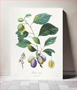 Πίνακας, Traité des arbres fruitiers: Prune bifère (1808–1835) by Henri-Louis Duhamel du Monceau