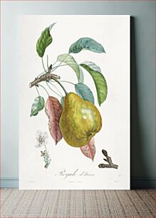 Πίνακας, Traité des arbres fruitiers: Royal d'hiver (1808–1835) by Henri-Louis Duhamel du Monceau