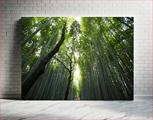 Πίνακας, Tranquil Bamboo Forest Ήρεμο δάσος μπαμπού