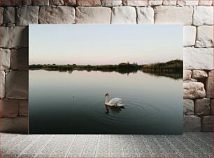 Πίνακας, Tranquil Swan in a Serene Lake Ήρεμος κύκνος σε μια γαλήνια λίμνη