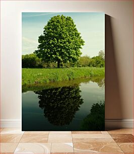 Πίνακας, Tranquil Tree Reflection Ήρεμη αντανάκλαση δέντρου