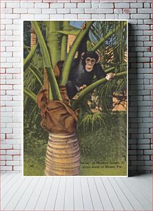 Πίνακας, "Treed" at monkey jungle, miles south of Miami Florida