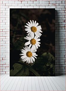 Πίνακας, Trio of Daisies Trio of Daisies