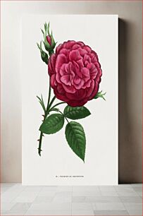 Πίνακας, Triumph of The Rose Exhibition, vintage flower illustration by Fran?ois-Fr?d?ric Grobon