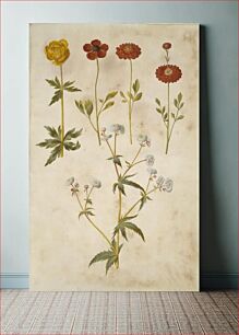Πίνακας, Trollius europaeus (European meadow plum);Ranunculus asiaticus (garden buttercup);Ranunculus aconitifolius (silver button buttercup) by Maria Sibylla Merian