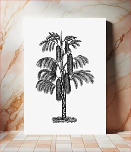 Πίνακας, Tropical tree from The West From Notebook Of A Traveler. In The Land Of Veddas, Ceylon... With 116 Figures From Sketches And Photographs Of The Author And A Map (1892)