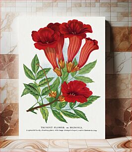 Πίνακας, Trumpet flower lithograph
