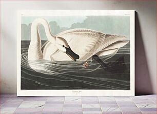 Πίνακας, Trumpeter Swan from Birds of America (1827) by John James Audubon (1785 - 1851 ), etched by Robert Havell (1793 - 1878)
