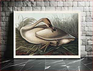 Πίνακας, Trumpeter Swan from Birds of America (1827) by John James Audubon, etched by William Home Lizars