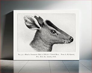 Πίνακας, Tufted deer, animal lithograph