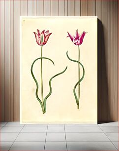 Πίνακας, Tulipa clusiana (clusius tulip) by Maria Sibylla Merian