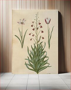 Πίνακας, Tulipa clusiana (clusius tulip);Fritillaria persica (Persian Fritillaria) by Maria Sibylla Merian