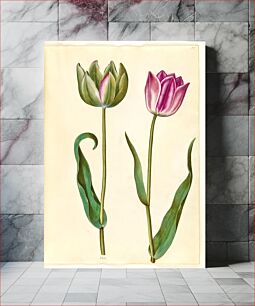 Πίνακας, Tulipa gesneriana (garden tulip) by Maria Sibylla Merian