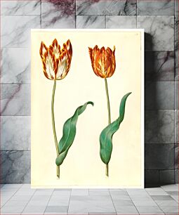 Πίνακας, Tulipa gesneriana (garden tulip) by Maria Sibylla Merian