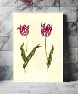 Πίνακας, Tulipa gesneriana (garden tulip) by Maria Sibylla Merian