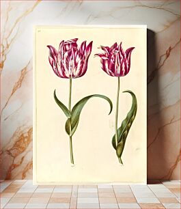 Πίνακας, Tulipa gesneriana (garden tulip) by Maria Sibylla Merian