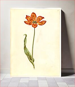 Πίνακας, Tulipa gesneriana (garden tulip) by Maria Sibylla Merian