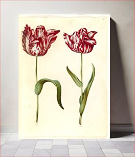 Πίνακας, Tulipa gesneriana (garden tulip) by Maria Sibylla Merian