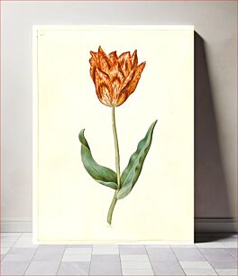 Πίνακας, Tulipa gesneriana (garden tulip) by Maria Sibylla Merian