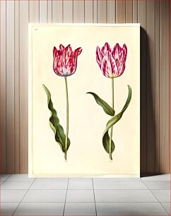 Πίνακας, Tulipa gesneriana (garden tulip) by Maria Sibylla Merian