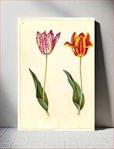 Πίνακας, Tulipa gesneriana (garden tulip) by Maria Sibylla Merian